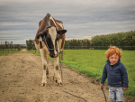 William with cow, Rosedene Barolo Azzy.