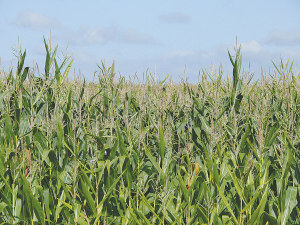 FAR is hosting University of Illinois Professor of Crop Physiology, Fred Below.