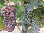 Fruit exposed to the afternoon sun that “just simply got fried” versus bentonite suspension providing protection to the fruit.