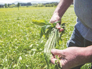 Plantain has proven to reduce nitrogen loss.