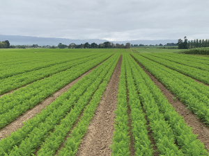 The new Freshwater Farm Plans will look different from many existing Farm Environment Plans.