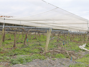 Cyclone Gabrielle devastated orchards at Puketapu near Hastings.