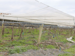 Maori-owned orchards bounce back from cyclone damage