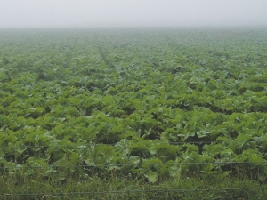 Farmers are being urged to manage how and when they feed swedes to cows.