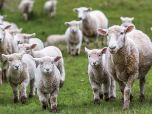 The study has revealed that spores linked to FE are present from Northland all the way down to Otago.