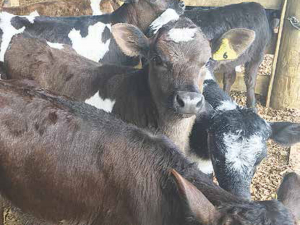 Calves grown faster in the first few weeks of their life lay down better tissue in the developing udder, and milk better as heifers.