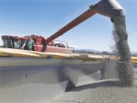 Earl Worsfold unloads peas after harvesting.