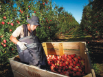 Mayors give government plan to ease seasonal worker shortage