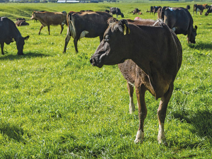 It’s now not uncommon to find herds with empty rates exceeding 15%.