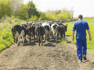 Cows need to stop losing condition and be in a state of positive energy balance before mating starts.