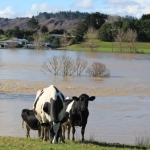 Northland dairy farms recover