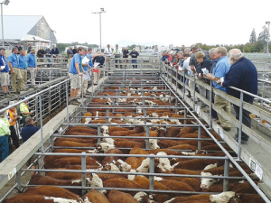 Around 80% of New Zealand’s dairy and beef herds have been exposed to BVD.
