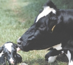 Short-gestation semen does  the trick