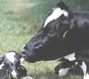 Short-gestation semen does  the trick