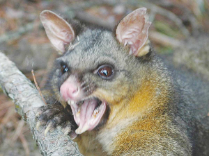 Among the successful applications was a project to expand possum and rat trapping around Pukawa settlement.