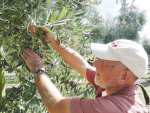 Plant &amp; Food Research fruit tree physiologist Dr Stuart Tustin examines a grape-like bunch of olives. Photo: Supplied.