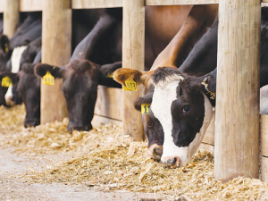 Energy figures for many maize silage samples are averaging higher than last season.