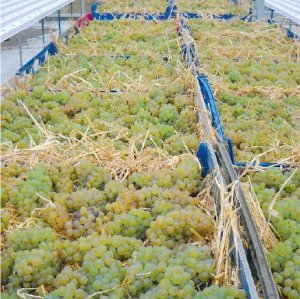 Straw Wine 