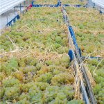 Straw Wine 