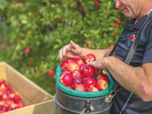 Rockit Apples chief executive Mark O&#039;Donnell says it&#039;s a tough time to be in horticulture.