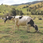 Pasture key to Oz off-season milk