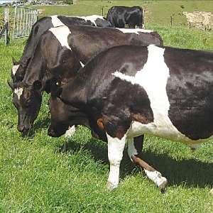 Indexes aim at breeding healthy cows