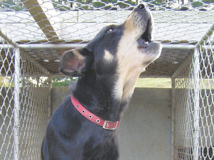 Barking mad at barking dogs