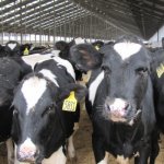 Two more China farms for Fonterra  