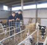 UV milk purifier outs disease in Oz calves