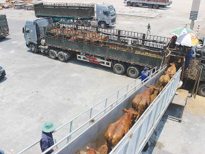 Live Animal Export New Zealand says claims banning live exports is out of step with the views of the New Zealand public.
