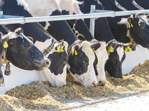 Maize silage stores well, feeds well, and can be strategically used throughout the season.