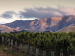 Kaitiakitanga in action: Wakatū’s low emission winemaking journey