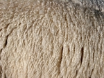 The strong dollar, restricted off-shore interest and high volumes of one wool category on offer this week saw local prices ease.