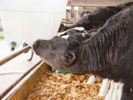 Fortified milk lifts calf growth rates  – Oz study
