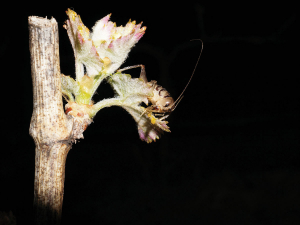 Wine wētā: Native insect a vineyard headache