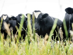 Dairy-friendly beef bull options are available to farmers.