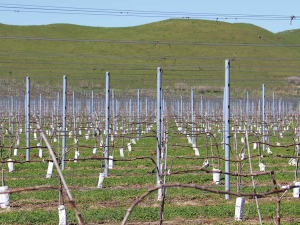 Hawke's Bay Fruit Growers Urged to Prepare for El Niño