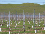 Hawke's Bay Fruit Growers Urged to Prepare for El Niño