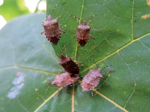 The brown marmorated stink bug (BMSB) is listed as one of the horticultural industry&#039;s top six pests of concern.