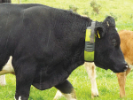 Moocall heat monitors cows for heat detection.