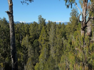 Technology transfer, an industry census and promotion of careers in forestry are all planned in 2016 by the Forest Growers Levy Trust.