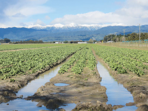 Farmers and growers in parts of the lower North Island are facing one of their worst season’s on record due to continual rain.