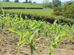 Some contractors are planting 50% less maize this year.