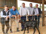 Dairy Beef Opportunities Programme Launches to Unlock Calf Value