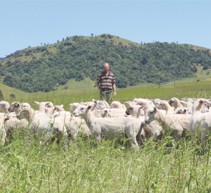 Plantain adds lamb growth, yield