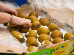 Zespri says it has experienced a significant drop in the number of trays of Kiwifruit shipped this season.