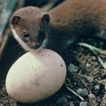 1080 drop knocks stoats in Otago