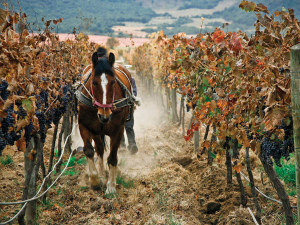 Emiliana Vineyard, Chile. 