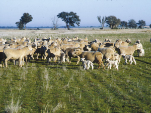 $35,000 fine for ill treating sheep