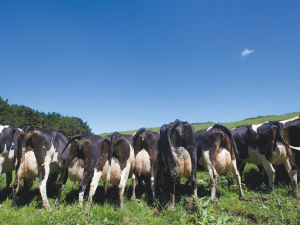 Steiner’s actions caused “unreasonable and unnecessary” pain and distress to the cows in his care.